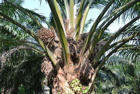 Palm Oil Trees In Palm Oil Plantation Estate Stock Photo Image Of