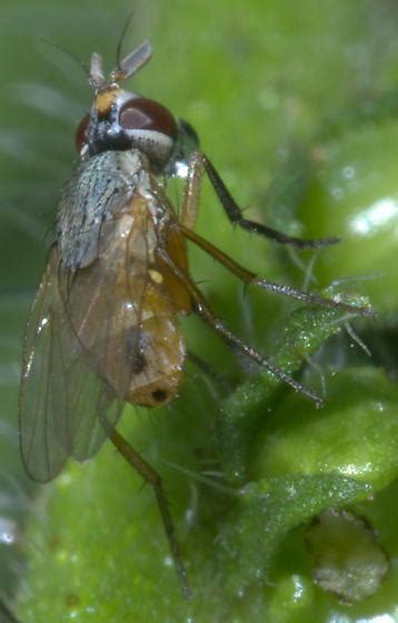 Small Fly Yellow Abdomen Funny Antennae Atherigona Reversura