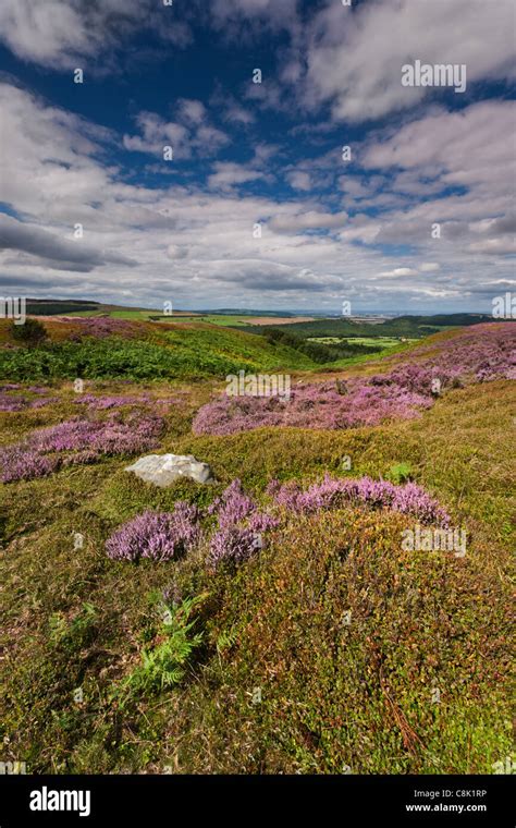 Heather On Stanghow Moor North Yorkshire Stock Photo Alamy