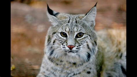 Animal Spotlight Bobcat Youtube