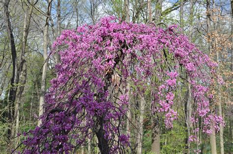 Weeping Redbud Weeping Forms Of Trees Are Instant Focal Points The