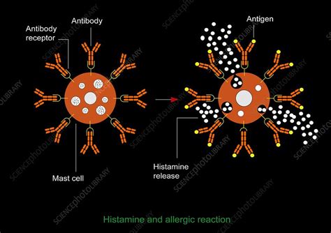 Histamine Allergic Reaction Diagram Stock Image C0093028