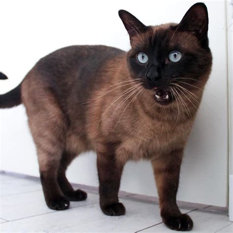 Chocolate Brown Siamese Cat On Instagram Lets Celebrate A Long