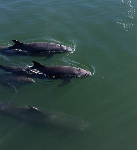 Are These Pygmy Killer Whales Spotted In Cape Town Rmarinebiology