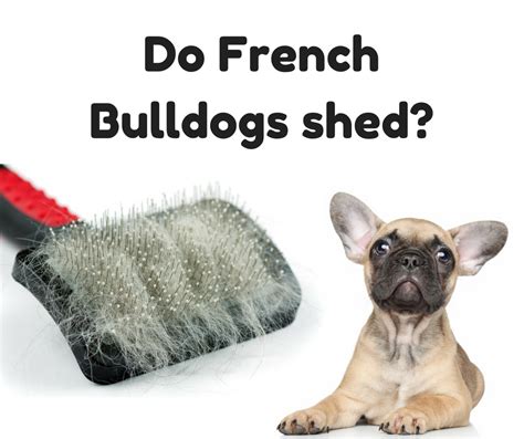 French bulldogs are a small breed of dog. Pin on ***Best Dog - Related Pins