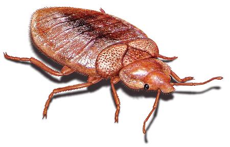 Fort worth bed bug control | heat pest services. Bed bugs - Pest Control Fort Worth | 817-484-0395