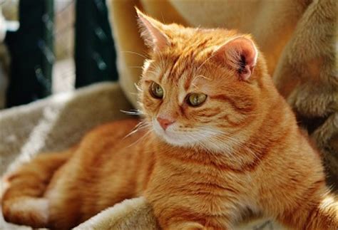 Maybe you would like to learn more about one of these? Is Ringworm Contagious to Humans? - Cat Diabetes & Cat Care