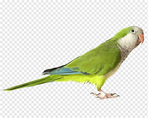 Parrots Of New Guinea Green Parrot S Free Image File Formats