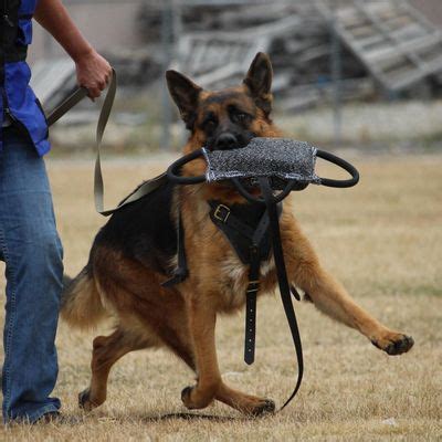 American canine training offers dog day care, dog boarding in las vegas, nevada. The 10 Best Dog Trainers in Las Vegas, NV (with Free ...