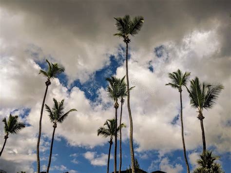 Group Of Palm Trees On A Cloudy Sky Stock Image Image Of Scenic