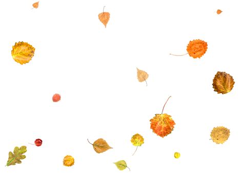 Falling Autumn Leaves 36468696 Png
