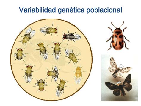 Variabilidad Genética Poblacional Apuntes De Biología Evolutiva Docsity