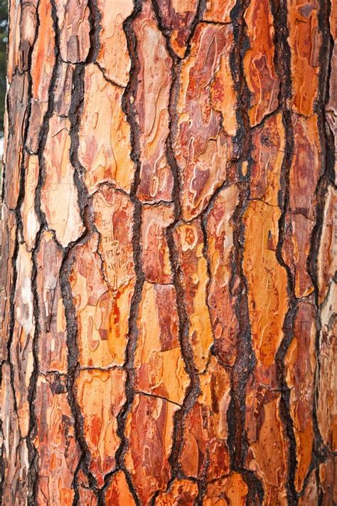 Brown Bark Of Pine Tree Stock Photo Image Of Forest 32798456