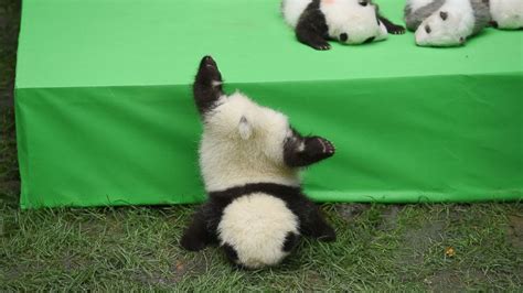 Silly Baby Panda Falls Flat On Its Face During Public Debut Of 23 Giant
