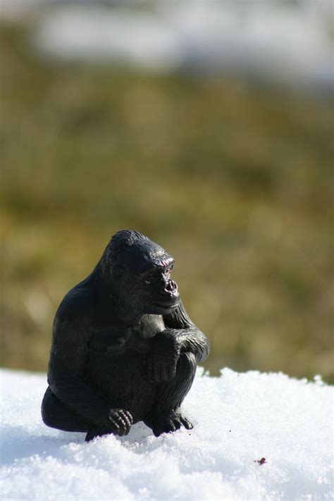 Hd Wallpaper Monkey Figure Ape Animal Gorilla Wild Lonely Snow