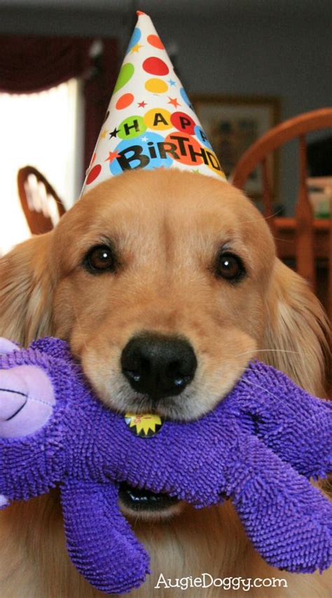 Droll Golden Retriever Puppies Happy Birthday L2sanpiero