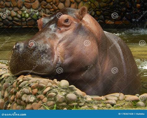 Big Beautiful And Peaceful Hippo In The Water Posing For Photo Stock