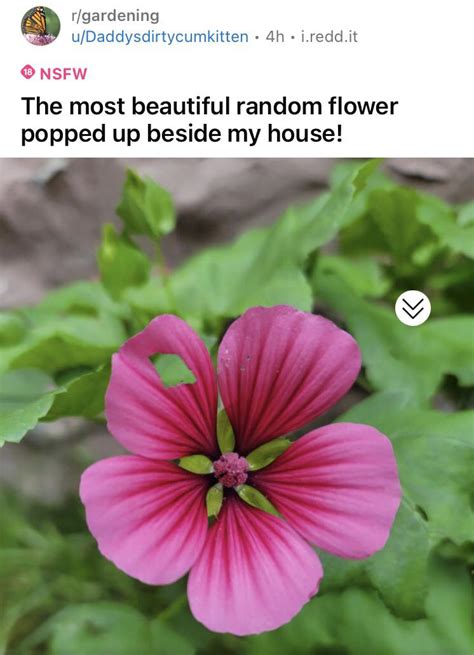 Everyone Appreciates A Beautiful Flower Rrimjobsteve