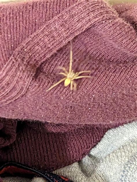 What Spider Is This Utah Usa Rspiders
