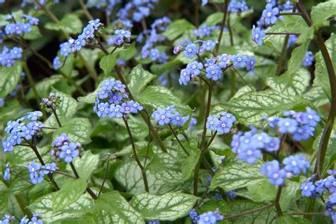 Each gorgeously patterned leaf is a work of art. Brunnera macrophylla 'Jack Frost' - BBC Gardeners' World ...