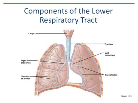 Choose from 500 different sets of flashcards about respiratory system on quizlet. What structures are in the upper respiratory tract? and ...