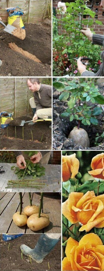 Planting Roses From Cuttings Plants Planting Roses Rose Cuttings