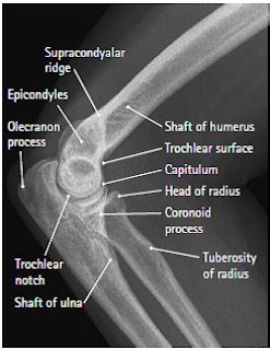 Each of them can be distinguished body, front and back ends. Medical Imaging Technology: Radiographic Anatomy of Elbow