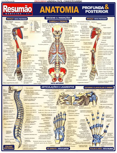 Resumo De Anatomia Humana Resumão De Anatomia Humana Docsity