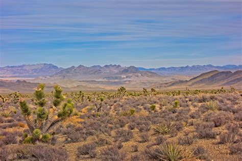 Mojave Preserve 7365 B Cima Road Mojave Preserve Califor Flickr