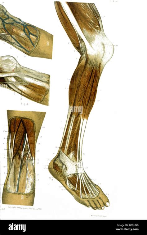 Illustration Dissection Leg Muscles Vessels Hi Res Stock Photography