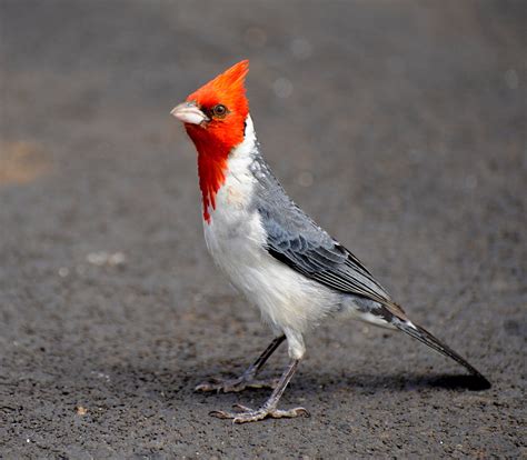 Identify birds in north america for bird watching or as a bird guide. Red-crested cardinal - Wikipedia