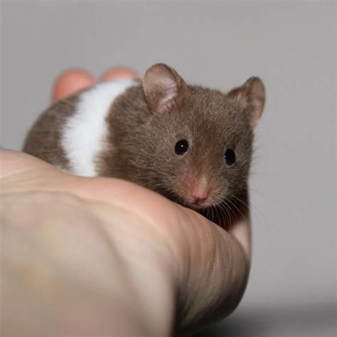 Baby Syrian Hamster Chocolate Banded Animals Syrian Hamster Bear