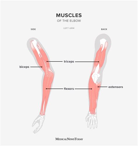 Elbow Joint Pain Joint Type Anatomy And More