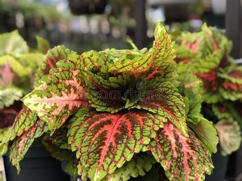 Sun Coleus Leaves Close Up Stock Photo Image Of Natural Plant