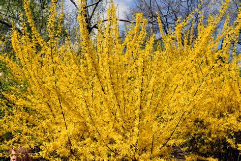 Maybe you would like to learn more about one of these? 9 Best Fast-Growing Shrubs For Your Garden | UpGardener™