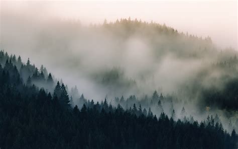 Download Wallpaper 1920x1200 Mist Fog Pine Trees Nature 1610
