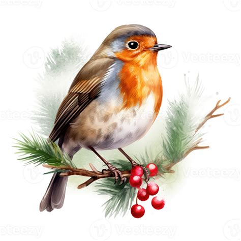 Robin Bird For Christmas Event Watercolor Style Ai Generated 34097738 Png