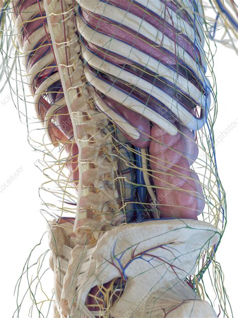 Male Abdominal Organs Illustration Stock Image F0383540 Science