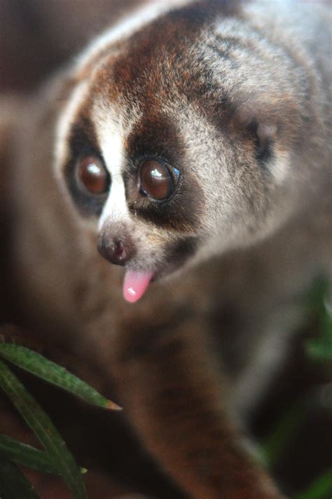 Slow Loris | Slow loris, Cute baby animals, Cute animals