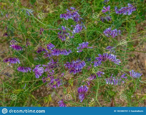 Fleurs Sauvages De Violets Vesce De Vache Image Stock Image Du Fermer