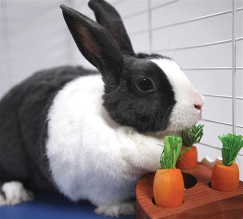 Pamper Your New Pet Rabbit With These 25 Must-Haves - Best Products Club