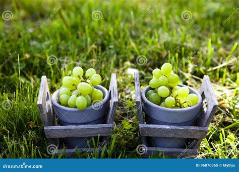 Grapes In Grass Stock Image Image Of Harvesting Cluster 96870365