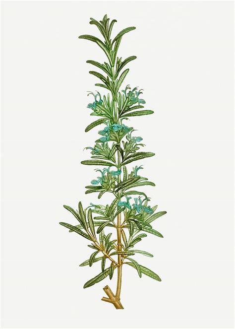 Botanical Illustration Rosemary Images Free Vectors Pngs Mockups