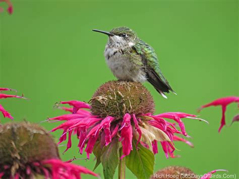Sounds Of The Ruby Throated Hummingbird 365 Days Of Birds