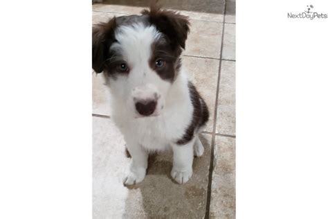 Check spelling or type a new query. Chiquita: Border Collie puppy for sale near Western IL ...