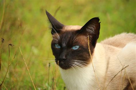 Thai Cat Breed Info And Facts Pets Planet Amazing Pets For You