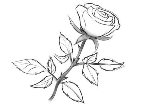 Рисунки розы для срисовки 100 фото • Прикольные картинки и позитив