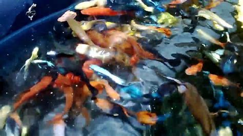 Guppy fish is one type of livebearer fish (keep eggs inside of the body). Swordtail and Guppy in pond - YouTube