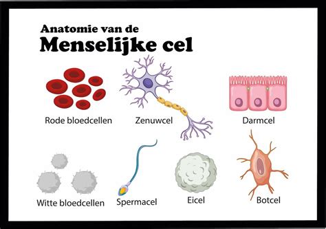 Poster Menselijke Cellen Large 50x70 Educatief Biologie