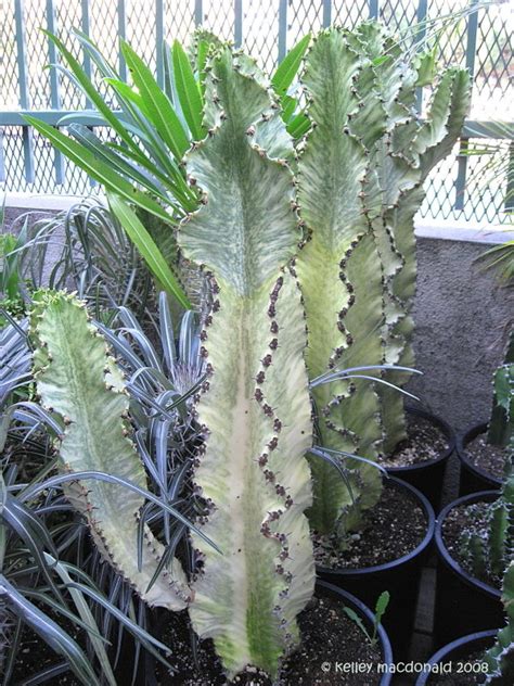 Overwatered roots will die, preventing water from being transported to the rest of the plant, so much of the plant. PlantFiles Pictures: Euphorbia Species, Variegated African ...